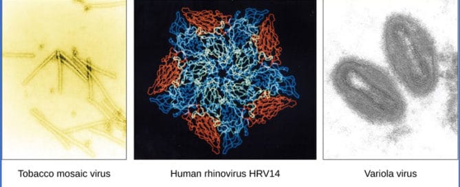 viruses